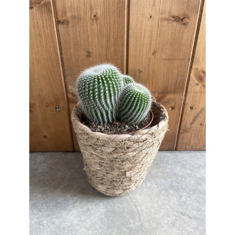 Notocactus leninghausii blanc