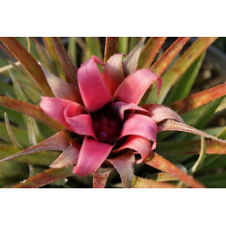 Aechmea recurvata benrathii