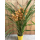 Cymbidium