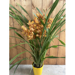 Cymbidium