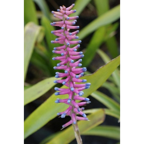 Aechmea gamosopala