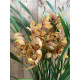 Cymbidium