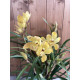 Cymbidium