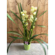 Cymbidium