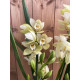 Cymbidium