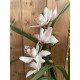 Cymbidium