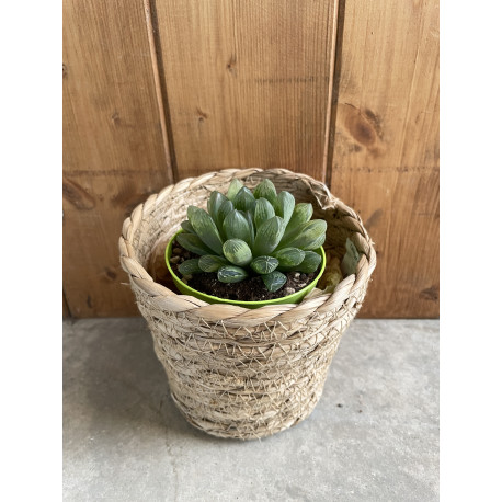 Haworthia cooperi