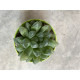 Haworthia cooperi