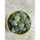 Haworthia pygmaea rochewel