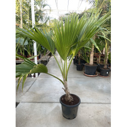 Pritchardia pacifica