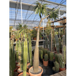 Pachypodium lamerei