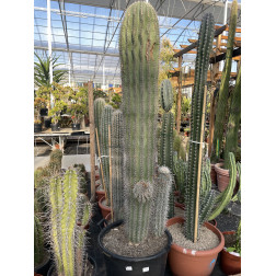 Pachycereus pringley 170 cm