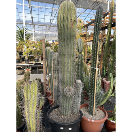 Pachycereus pringley 170 cm