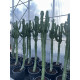 Euphorbia erythrea