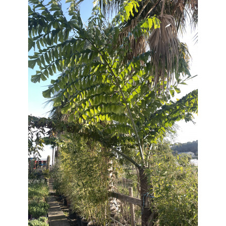 Caryota obtusa