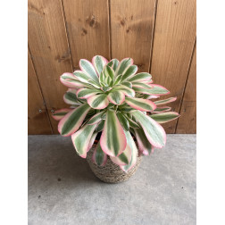 Aeonium pink witch