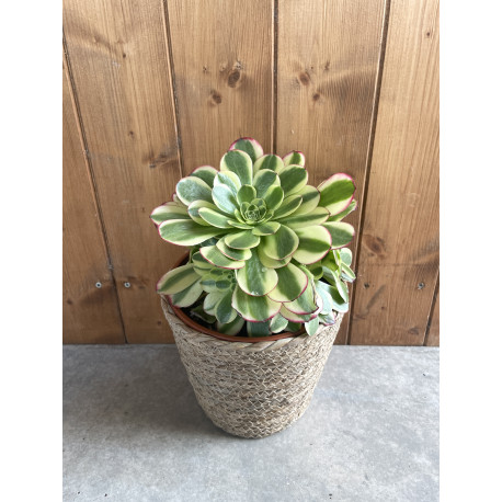 Aeonium garnet variegata