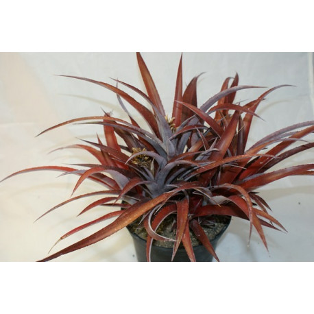 Cryptobergia red burst