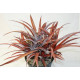 Cryptobergia red burst