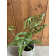 Monstera obliqua Peru
