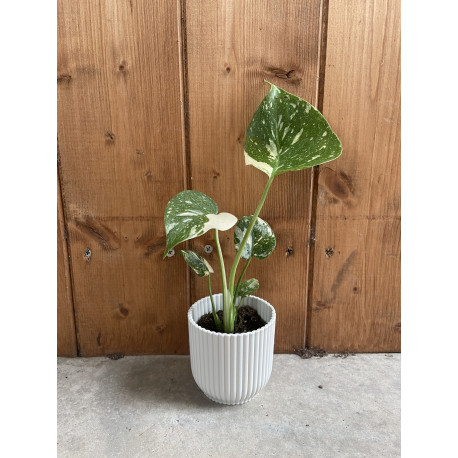 Monstera Thaï constellation