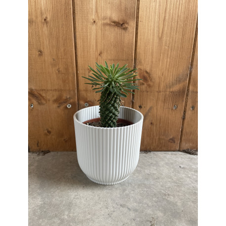 Euphorbia sotetsu-kirin