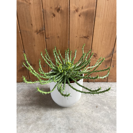 Euphorbia caputmedusae