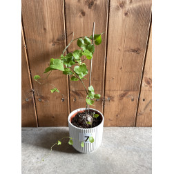 Dioscorea elephantipes