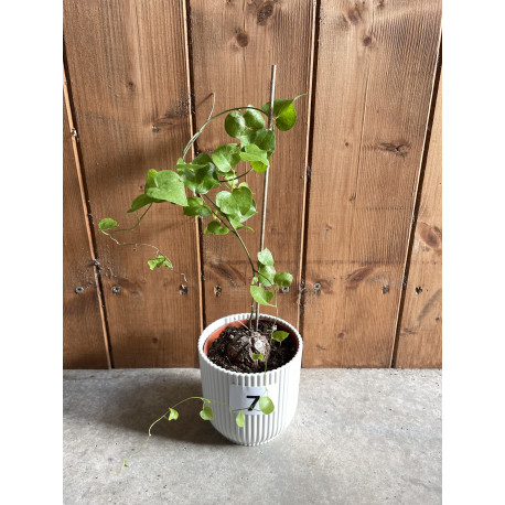 Dioscorea elephantipes