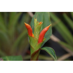 Hedychium greeni