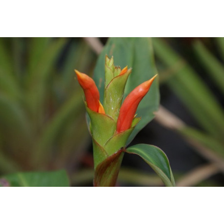 Hedychium greeni