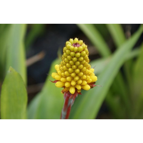 Aechmea calyculata