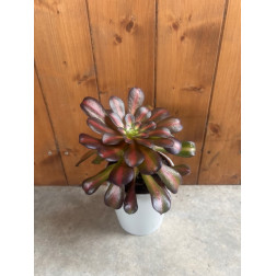 Aeonium kilimanjaro