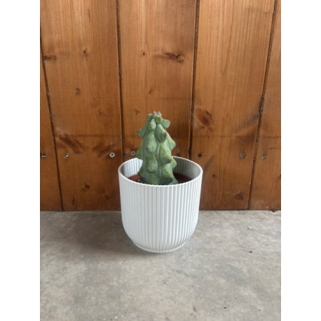 Myrtillocactus geometrizans fukurokuryuzinboku