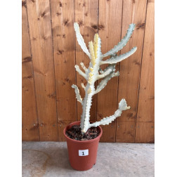 Euphorbia lactea white ghost