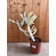 Euphorbia lactea white ghost