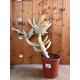 Euphorbia lactea white ghost