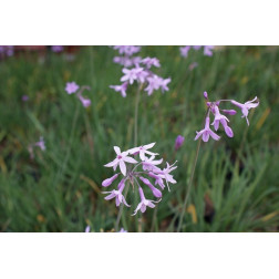 Thulbaghia violacea