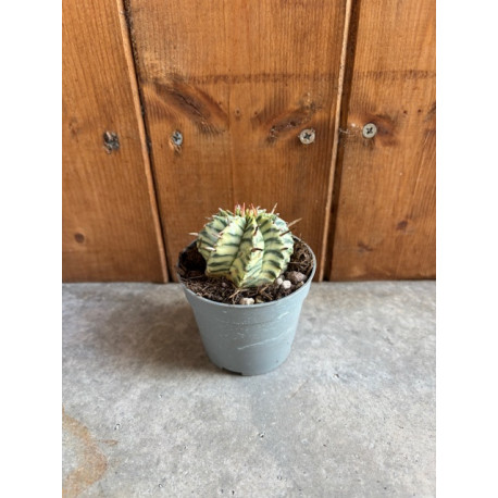 Euphorbia meloformis variegata