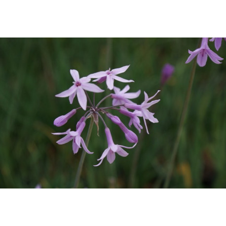 Thulbaghia violacea