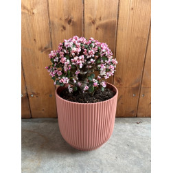 Portulacaria candy jade