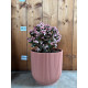 Portulacaria candy jade