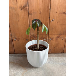 Jatropha gossypiifolia