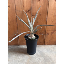 Astrophytum caput-medusae