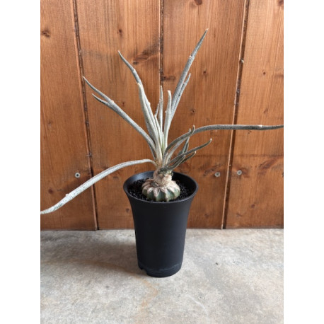 Astrophytum caput-medusae