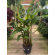Heliconia schiedeana