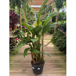 Heliconia schiedeana