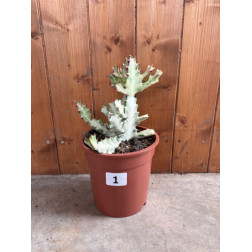 Euphorbia lactea white ghost