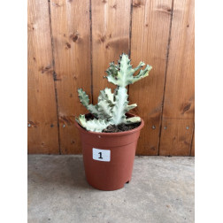 Euphorbia lactea white ghost