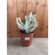 Euphorbia lactea white ghost